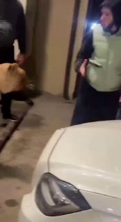 В Махачкале на мужчину напал лев