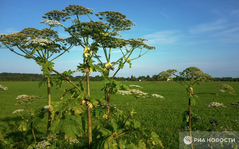 Ученые предупреждают об опасности борщевика