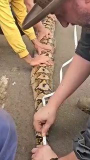 В Индонезии нашли самого длинного в мире питона