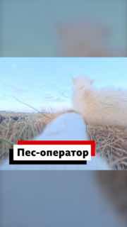 Пес украл камеру у журналистов AP в Гренландии