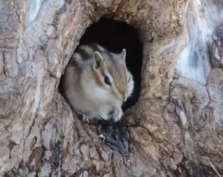 Сурок и бурундук предсказали долгую зиму