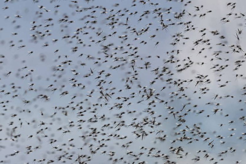 В Москве после снежной зимы будет больше насекомых