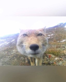 Иллюстрация 1