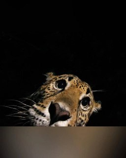 Иллюстрация 8