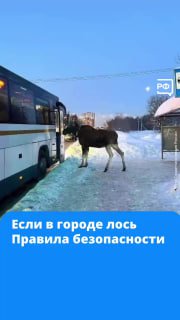 Как вести себя при встрече с лосем в городе