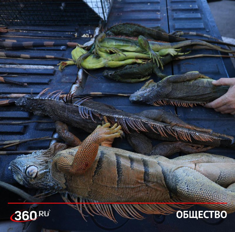 Власти Флориды усыпили тысячи игуан