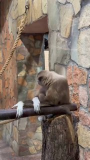 В Ленинградском зоопарке родился гиббон