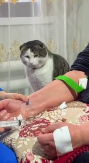 Котик переживал за хозяйку: видео с вызова скорой помощи стало вирусным