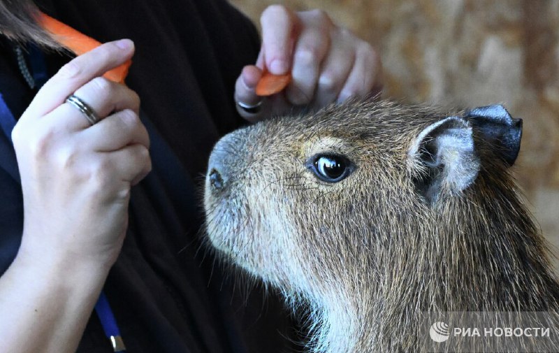 Дефицит капибар в России: мемы разогнали спрос