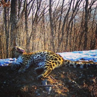 Иллюстрация 4