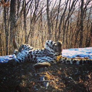 Иллюстрация 1