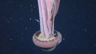 В Аргентине нашли медузу размером с автобус