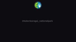 В Казахстане засняли снежного барса с детёнышами