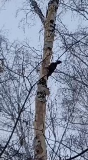 В Тюмени заметили редкого черного дятла
