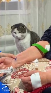 Котик из Дагестана покорил сердца всей России