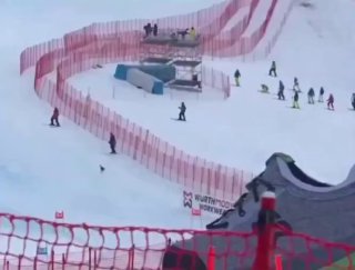 Пес-звезда Олимпиады