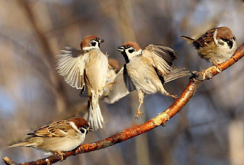 В России насчитывается более 44 миллионов воробьев