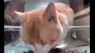 Взлом умных кормушек: новая угроза для россиян