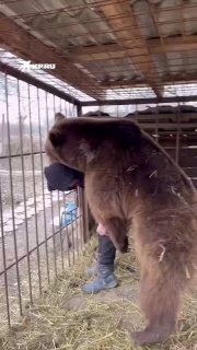 Спарринги с медведем в Чечне