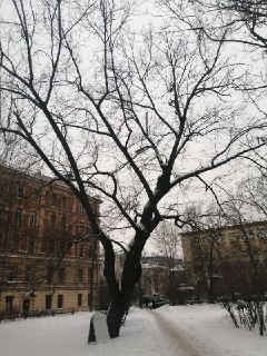 В Петербурге срубят вековой дуб из-за наклона