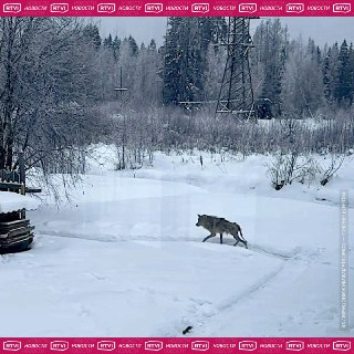 Пенсионерка спасла волка от охотников в Ленобласти
