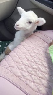 Ягнёнок выжил после нападения собаки