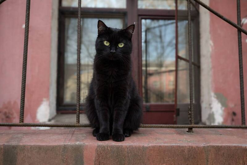 Большинство россиян не могут отличить сгенерированное фото от реального