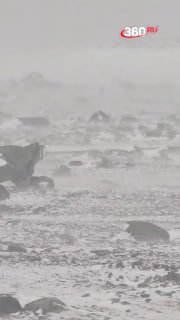 Пингвин бросил вызов свирепому ветру в Антарктиде