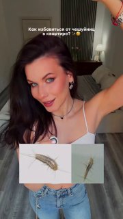 Мокрицы атакуют дома россиян