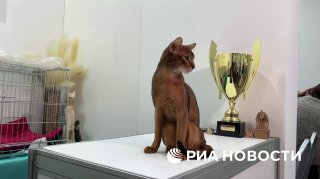 Самому красивому коту в мире подберут пару