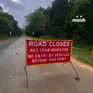 Крабы устроили «пробку» как в Москве