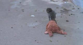 Одинокий макак нашел утешение в плюшевой игрушке