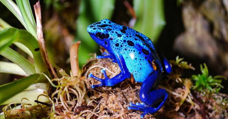 Обнаружен яд в образцах Навального