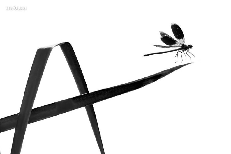 Иллюстрация 4