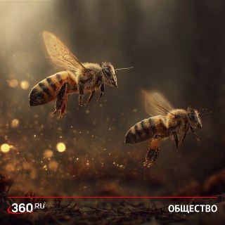 Пчелам в Перу дали права человека