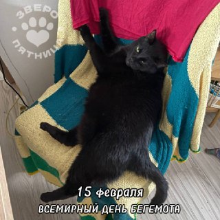 Фонтанка SPB Online: Праздник и анонс проекта о животных