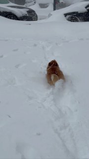 В Москве возможен рекордный снежный покров
