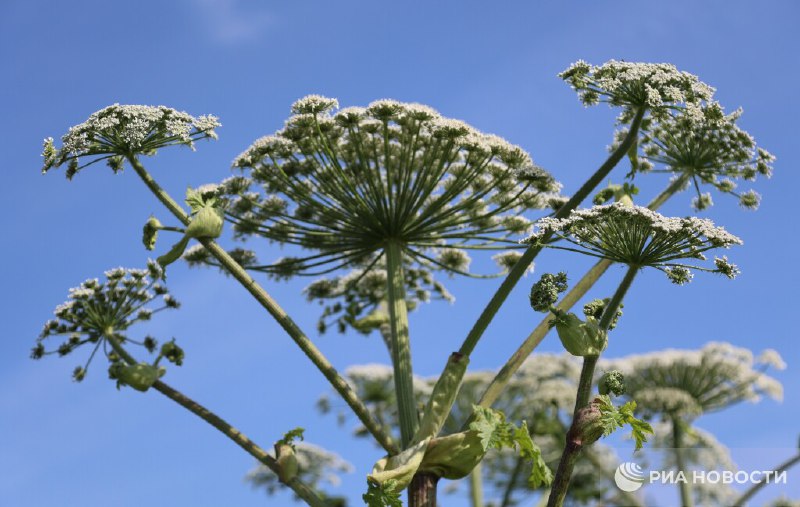 Штрафы за борщевик