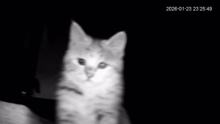 Кот ждал хозяйку с работы