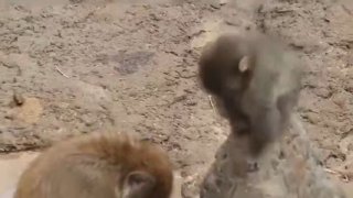 Первый контакт малыша панчи с другими обезьянами