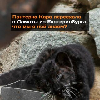 Переезд редкого леопарда в Алматы