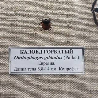 Зоологический музей Минска поделился коллекцией прозвищ для коллег