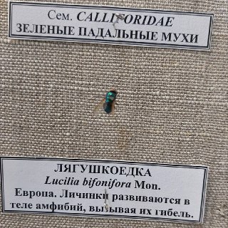 Иллюстрация 2