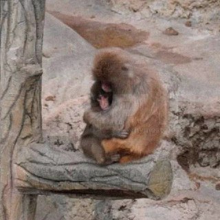 Панч нашел маму!