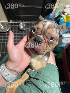 Мошенническая схема с щенками в Царицыно