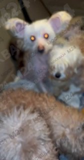 Мошенники продавали животных, выманивая их по объявлениям