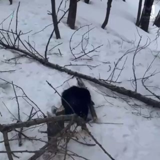 Бобр построил хатку у элитного ЖК