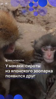Трогательная история макаки-сироты набирает популярность в соцсетях