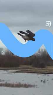 Пустельга: хищник, умеющий зависать в воздухе