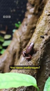 Ученый о яде, которым могли отравить Навального